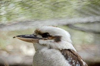 ahmak yan görünüm gülüyor