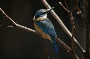 Orman kingfisher dalı