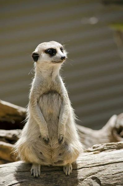 Meerkat는 서 — 스톡 사진