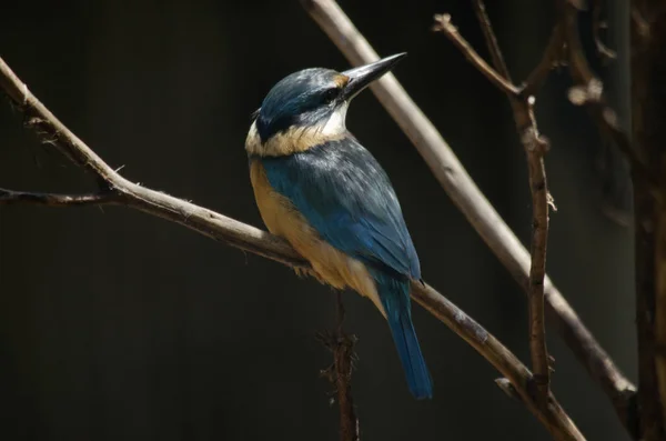 Forest kingfisher on branch — Stock Photo, Image