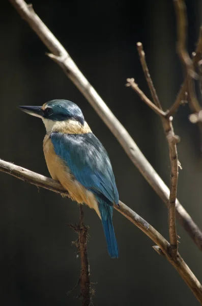 Orman kingfisher dalı — Stok fotoğraf