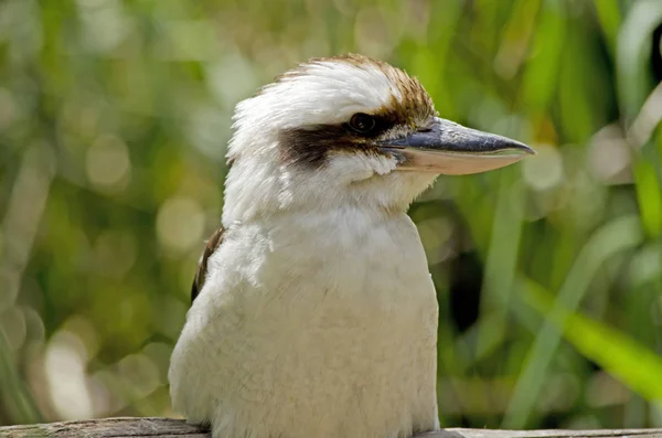 Skrattande kookaburra sidovy — Stockfoto