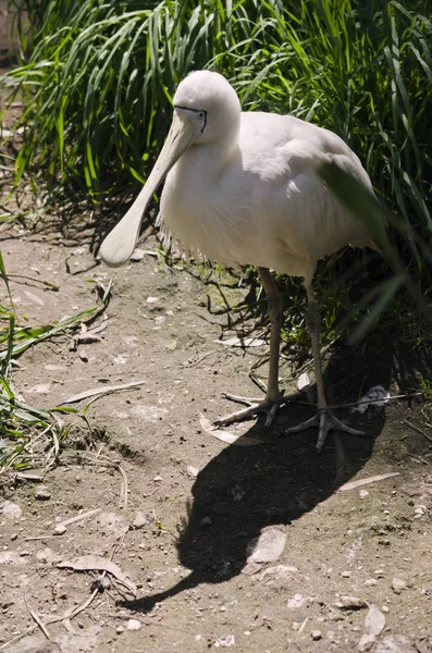 Gula fakturerade skedstork — Stockfoto