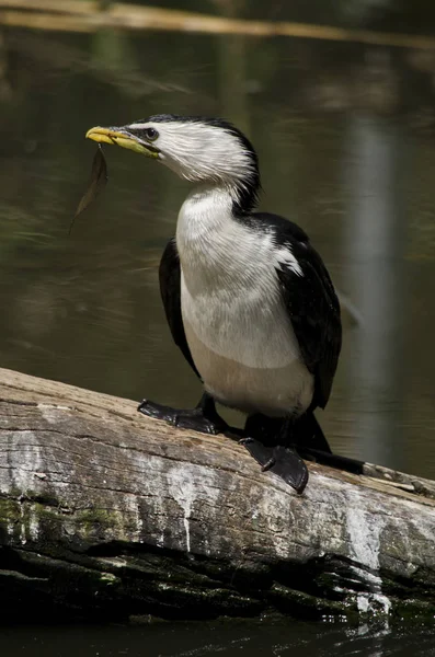 Observando cormoranes espiados —  Fotos de Stock