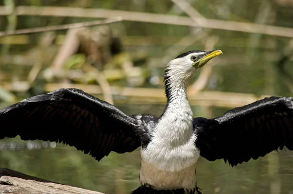 Secado de cormoranes espiados —  Fotos de Stock