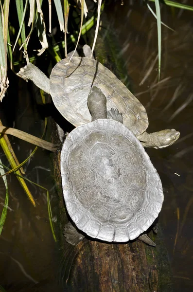 Duas tartarugas juntas — Fotografia de Stock