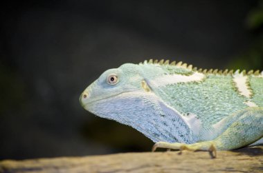Yeşil iguana yakın çekim 