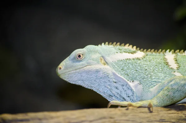 Iguana verde de perto — Fotografia de Stock