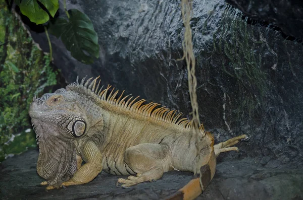 Yeşil iguana ayakta — Stok fotoğraf