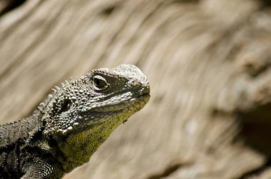 su ejderha kertenkele