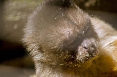 kahverengi capuchin yakın çekim 