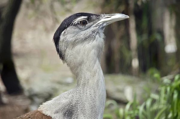 Bustard australiano de cerca —  Fotos de Stock