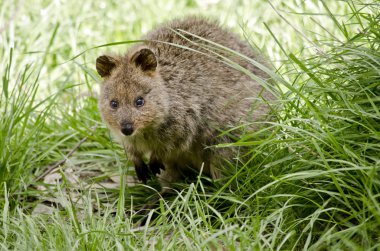 pademelon kapat