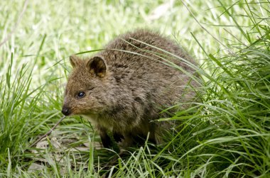 pademelon kapat