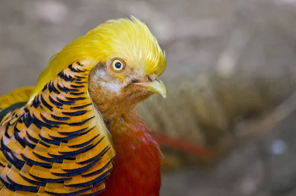 Goldfasan aus nächster Nähe — Stockfoto