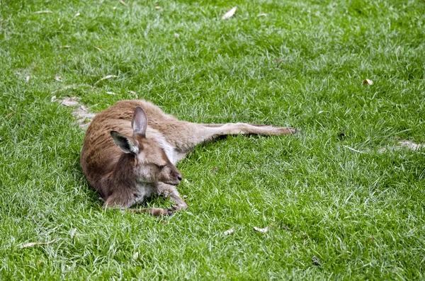 Joey kanguru dinlenme — Stok fotoğraf