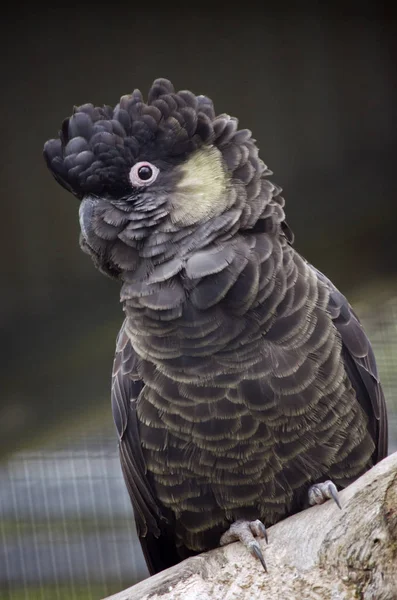 Cacatúa negra de cola amarilla —  Fotos de Stock