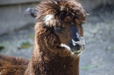 alpaka yakın çekim