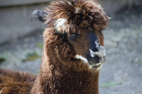 alpaka yakın çekim