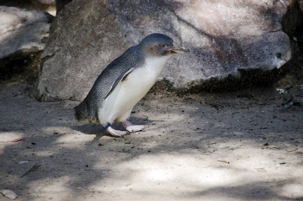 Pingüino de hadas de pie — Foto de Stock