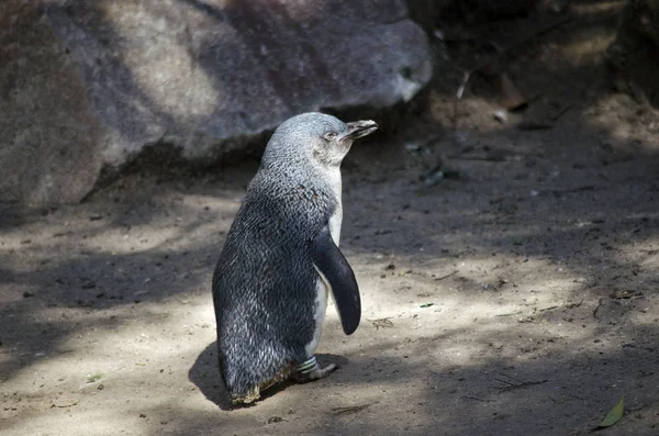 Feenpinguin beim Gehen — Stockfoto