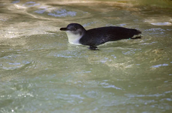 Hada pingüino nadando — Foto de Stock