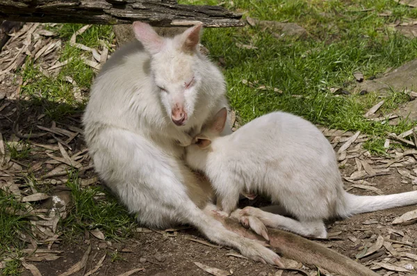 Kangaroo and baby joey — Stock Photo, Image