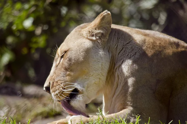Lioness close up — Stock Photo, Image
