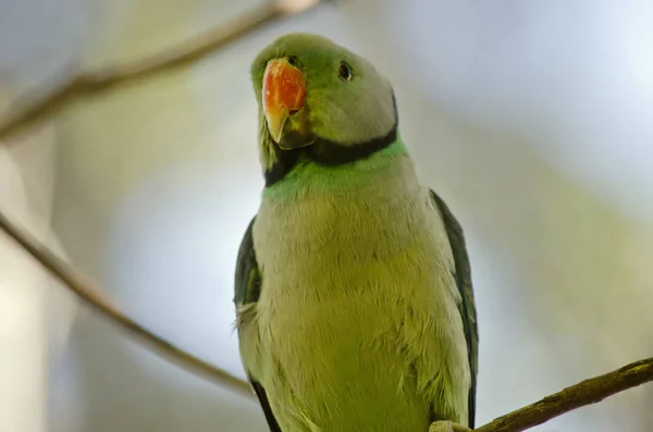 Perruche malabar gros plan — Photo