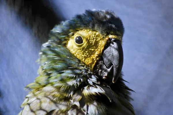 Röd bellied macaw — Stockfoto