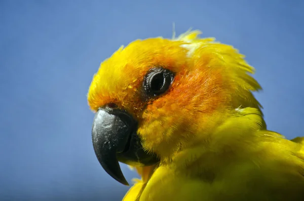 Sol conure close up — Fotografia de Stock