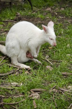 Anne ve oğlu kanguru