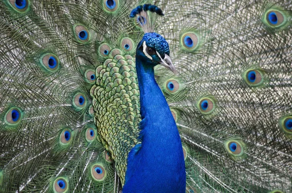 孔雀显示他的尾羽的交配仪式 — 图库照片