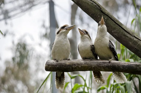 Tre kookaburras ridere — Foto Stock