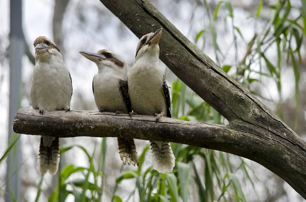 Tres kookaburras riendo —  Fotos de Stock