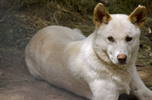 Dingo liegend — Stockfoto