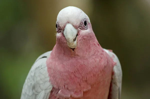 Roze kaketoe close-up — Stockfoto