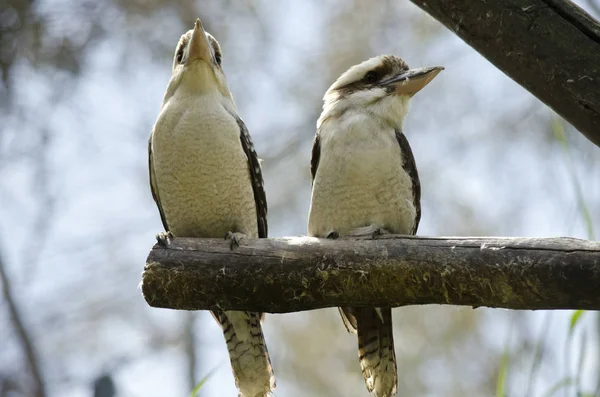 Twee kookaburra zittend op een tak — Stockfoto