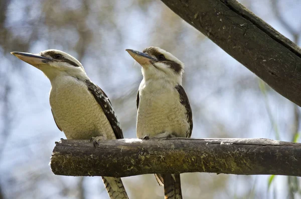 Two kookaburra sitting on a branch — Stock Photo, Image