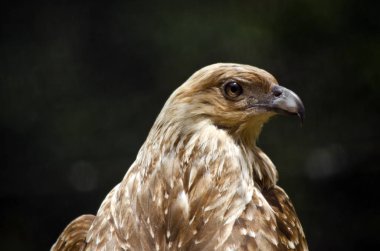 ıslık uçurtma yakın