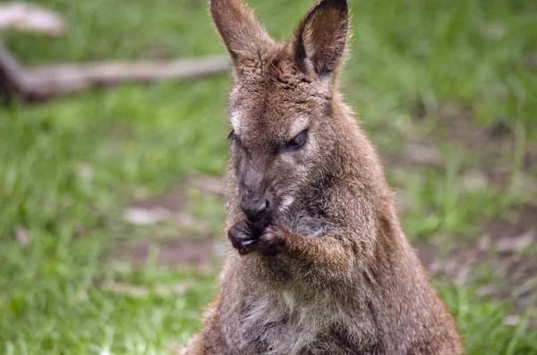 Vörös nyakú wallaby — Stock Fotó