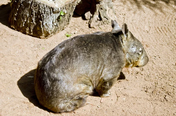 Gemeenschappelijke wombat rusten — Stockfoto