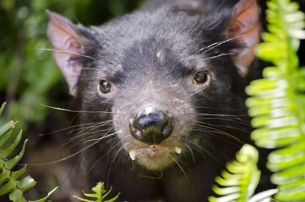Tasmanian devil close up — Stock Photo, Image