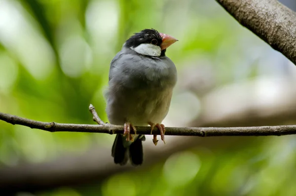 Java Sparrow  close up — Stock Photo, Image
