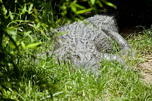 Amerikanischer Alligator aus nächster Nähe — Stockfoto