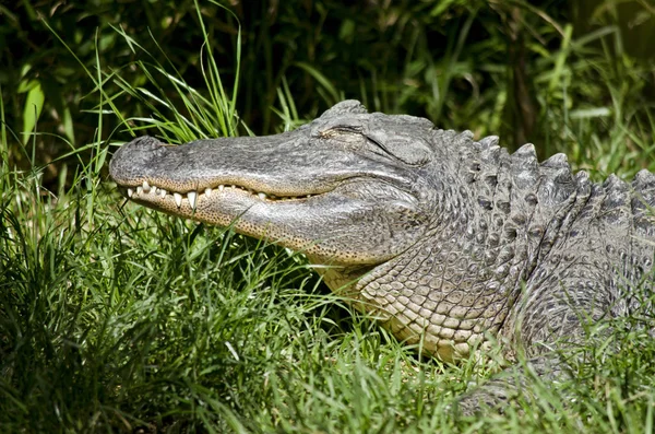 Amerikanischer Alligator aus nächster Nähe — Stockfoto