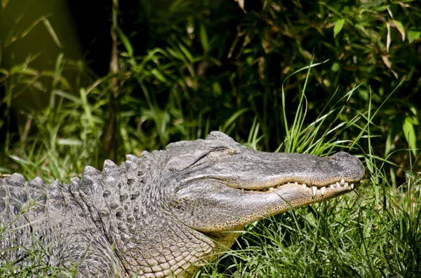 Aligator amerykański z bliska — Zdjęcie stockowe