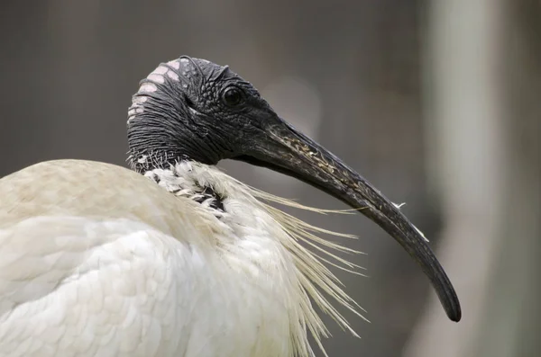 Vista lateral ibis blanco — Foto de Stock