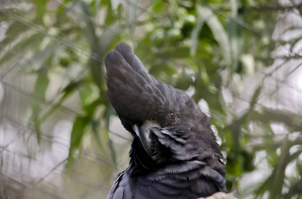 Kırmızı kuyruklu kara Kakadu — Stok fotoğraf