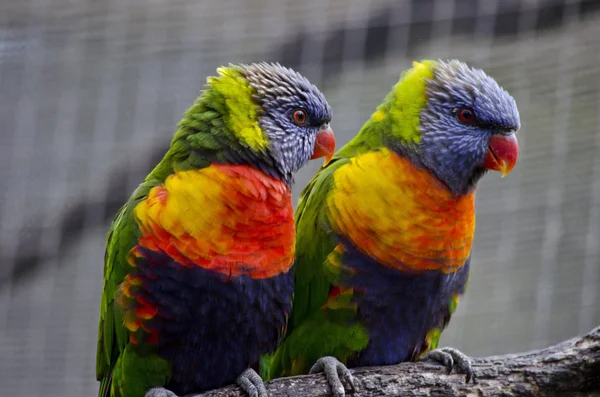 Two rainbow lorikeet — Stock Photo, Image